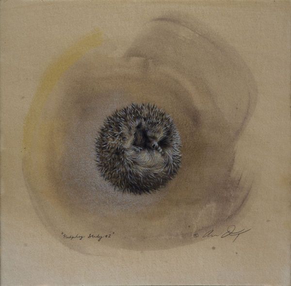 Andrew Denman, Hedgehog Study #2