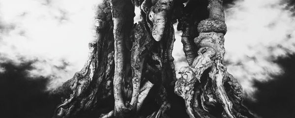 Blaze Cyan, Burnham Beeches