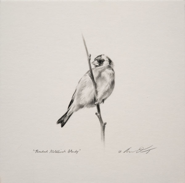 Andrew Denman, Perched Goldfinch Study
