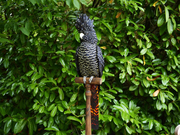 Jamie Lord, Regalia - Black Cockatoo, 2025