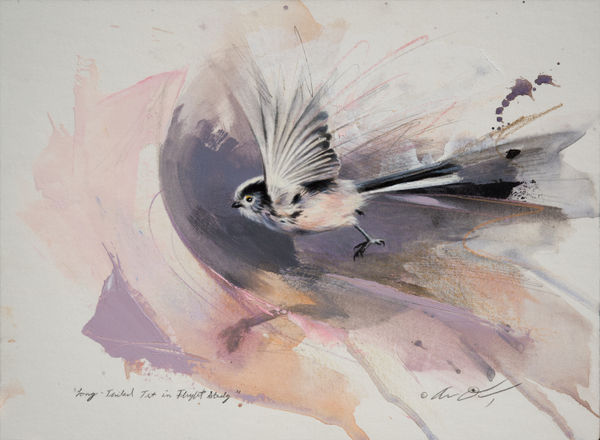 Andrew Denman, Long Tailed Tit in Flight Study