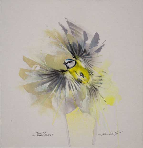 Andrew Denman, Blue Tit in Flight Study #2