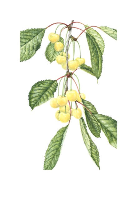 Christine Battle, Prunus avium ‘Donnisen’ (Yellow Donnisen Cherry)