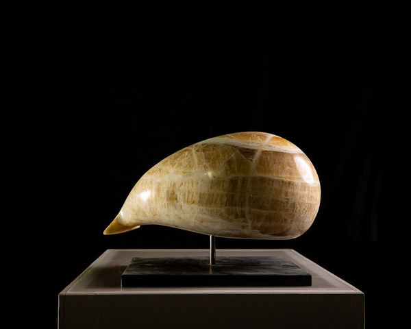 Jonathan Loxley, Honey Whale