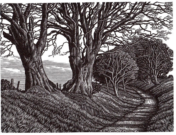 Howard Phipps, Lewesdon Hill Beeches