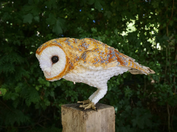 Jamie Lord, Solstice - Barn Owl, 2025