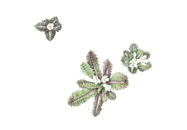 Christine Battle, Primula hookeri (Hooker’s Primrose)