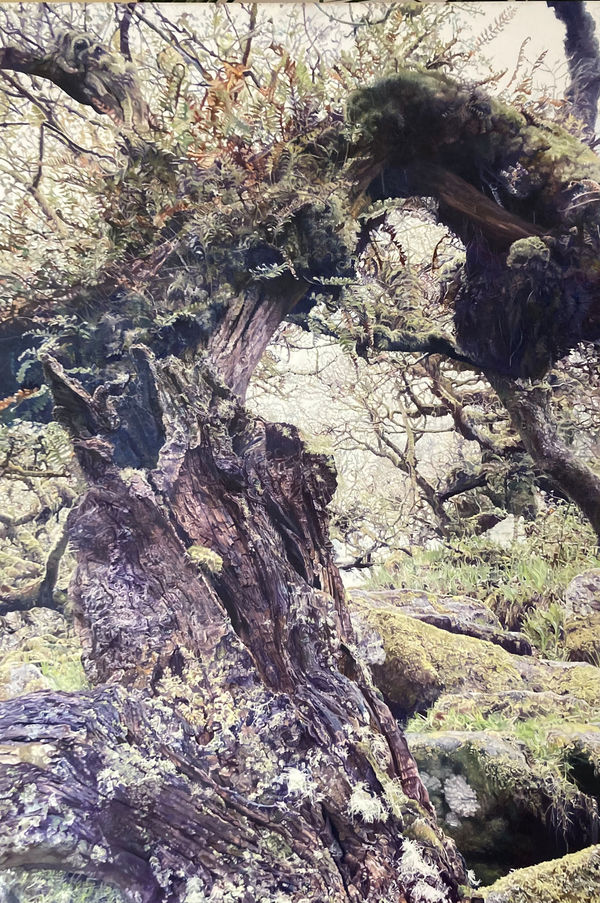 Rosemary Mafrici, Wistmans Wood