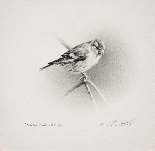 Andrew Denman, Perched Siskin Study