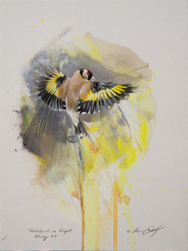 Andrew Denman, Goldfinch in Flight Study #3