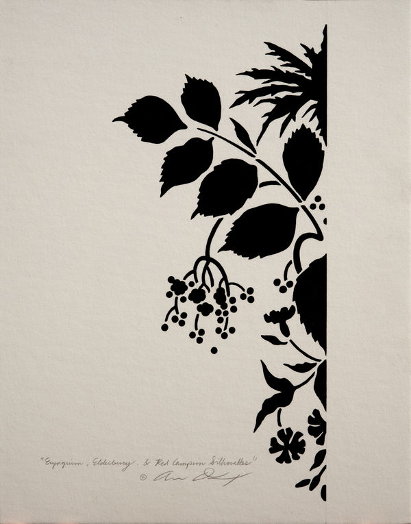 Andrew Denman, Eryngium, Elderberry & Red Campion Silhouette Study