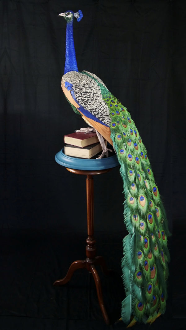 Jamie Lord, Arrogant Beauty - Peacock, 2026