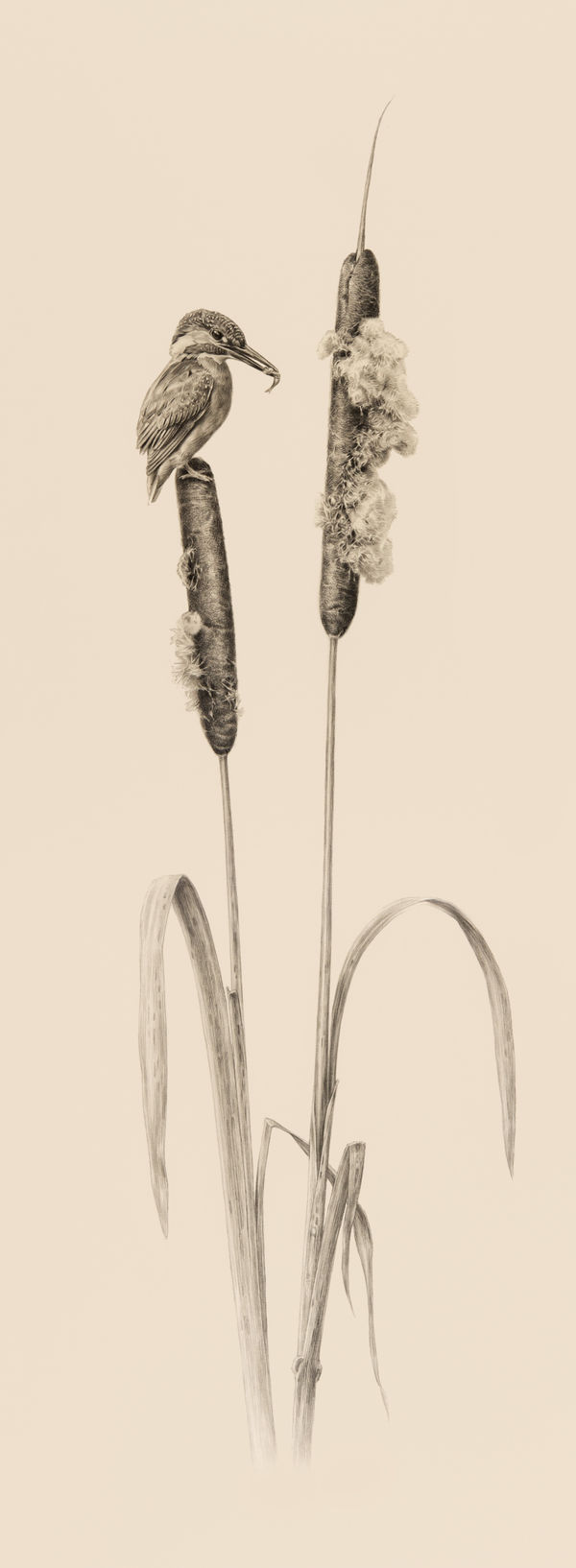 Jonathan Pointer, Kingfisher and Reed Mace