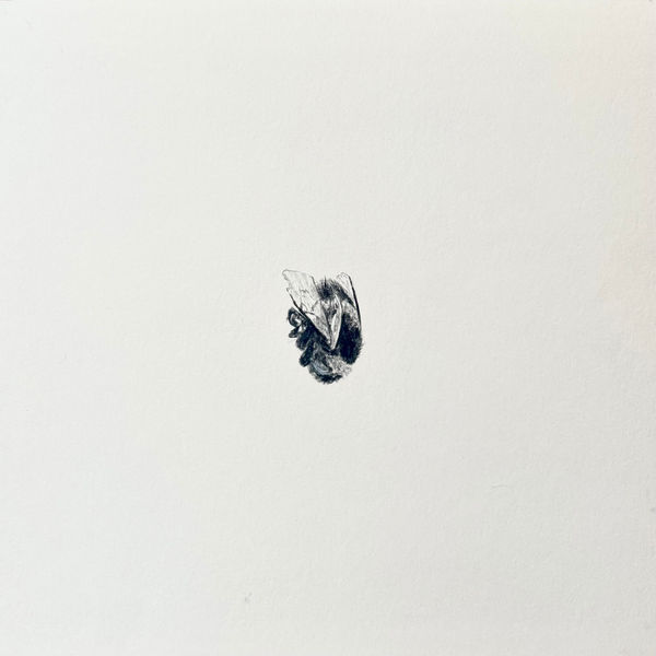 Evie Rich, Bee I, 2023