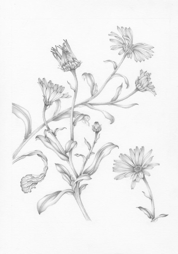 Penny Brown, Pot Marigolds, 2021