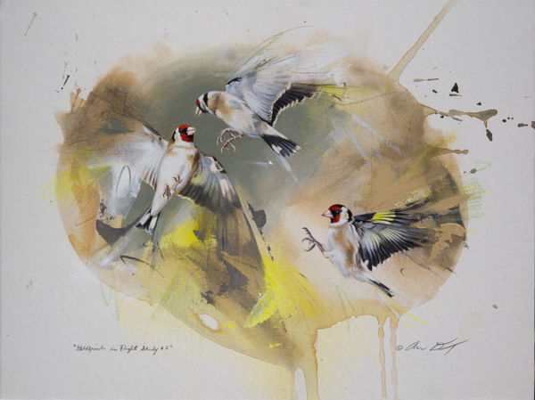 Andrew Denman, Goldfinch in Flight Study #2
