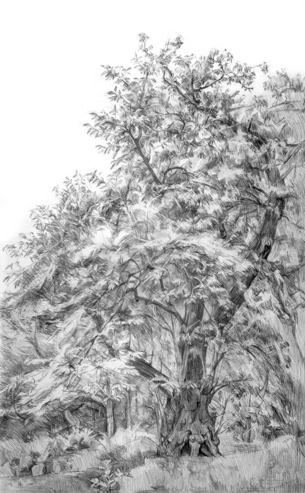 Natasha Lien, Hampstead Sweet Chestnut
