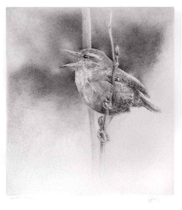 Angela French, Wren Song