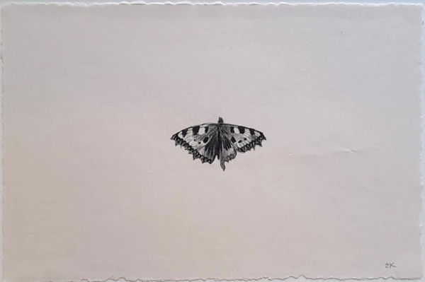 Evie Rich, Butterfly, 2023