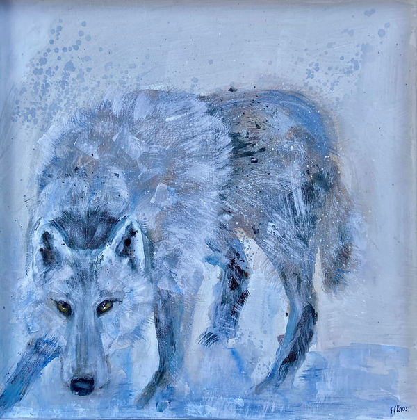 Fi Knox Wolf in the Snow Acrylic on canvas 50 x 50 cm Framed 54 x 54 cm