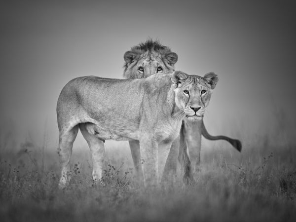 Tom D. Jones, Hidden Glance