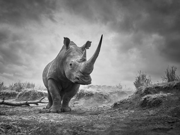 Tom D. Jones, Apocalypse