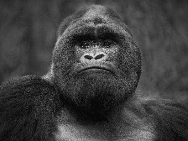 Tom D. Jones, Mountain Guard