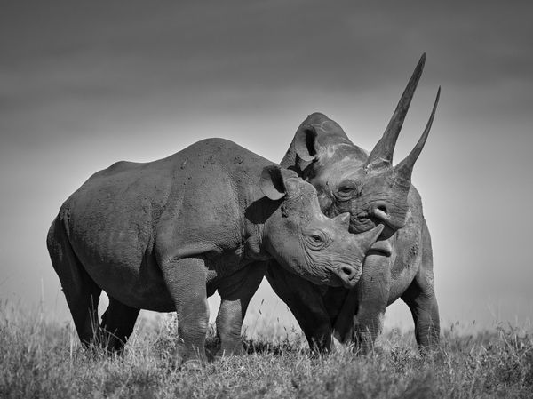 Tom D. Jones, Double Cover