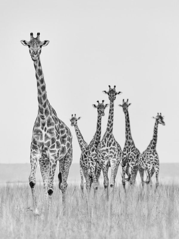 Tom D. Jones, Giraffe ballet M