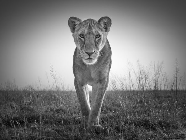 Tom D. Jones, Impending