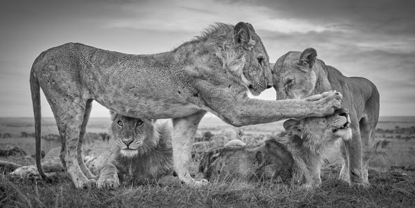 Tom D. Jones, Caring Pride