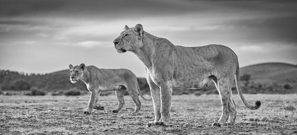 Tom D. Jones, Dawning Action