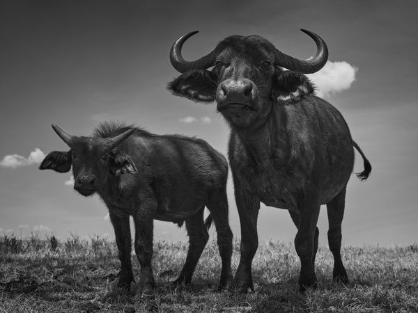 Tom D. Jones, Buffalo Stance