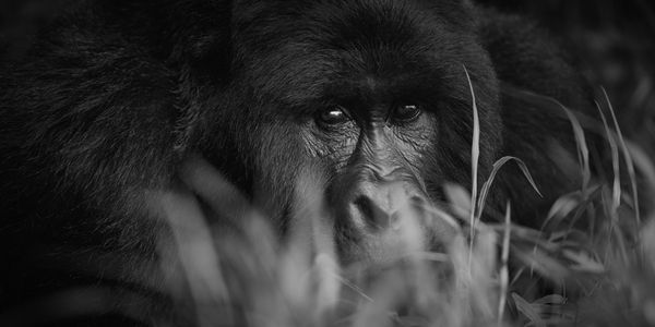 Tom D. Jones, DayDreamer M