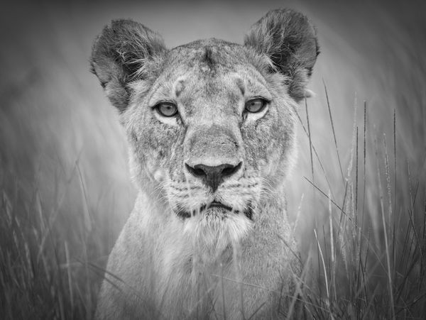 Tom D. Jones, Alertness