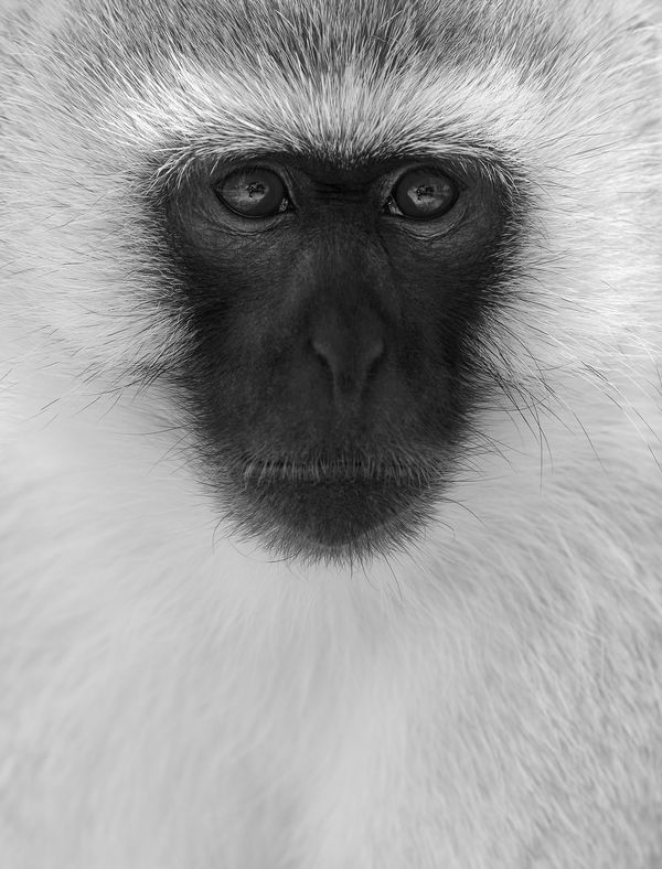 Tom D. Jones, Black Face