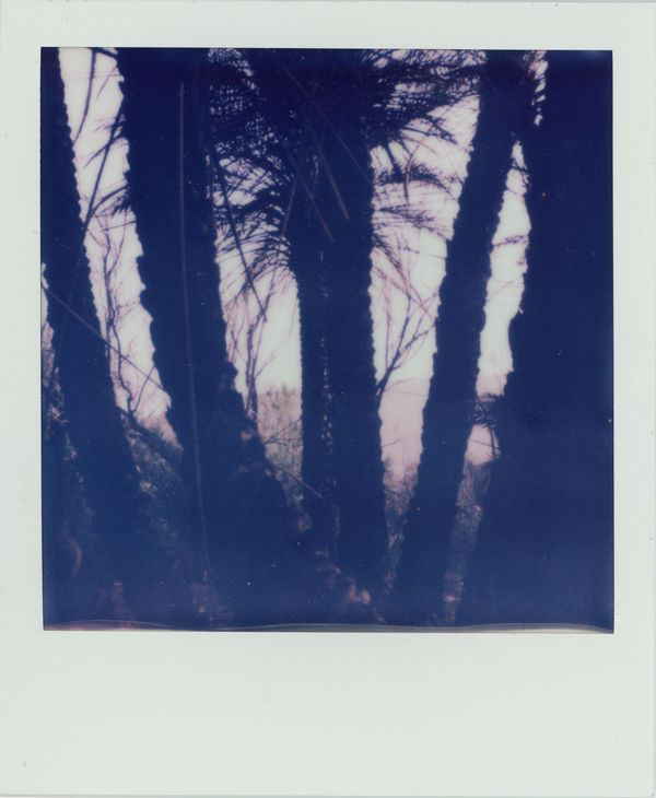 SUNouSAN, Escape Palm At Night, 2023