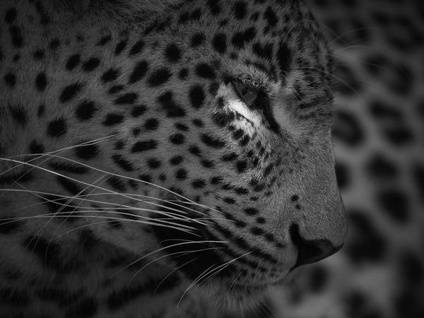 Tom D. Jones, Awakening