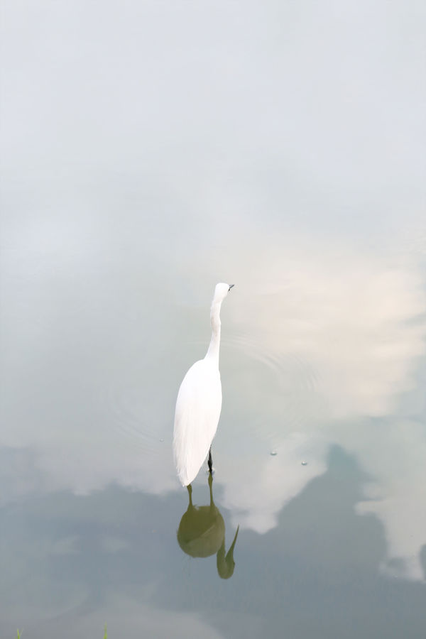 Viriya Chotpanyavisut, Great egret, 2020