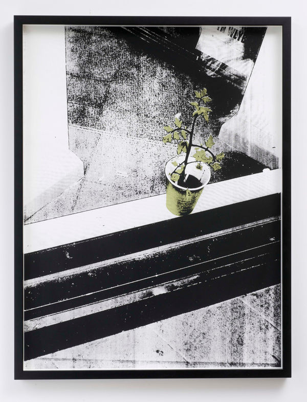 Shan Hur, Plant Beyond the Window, 2012