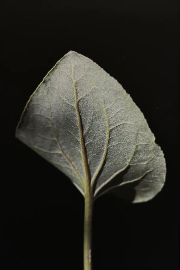 Rehab Eldalil, From the South Sinai Flora Field Guide, 2021