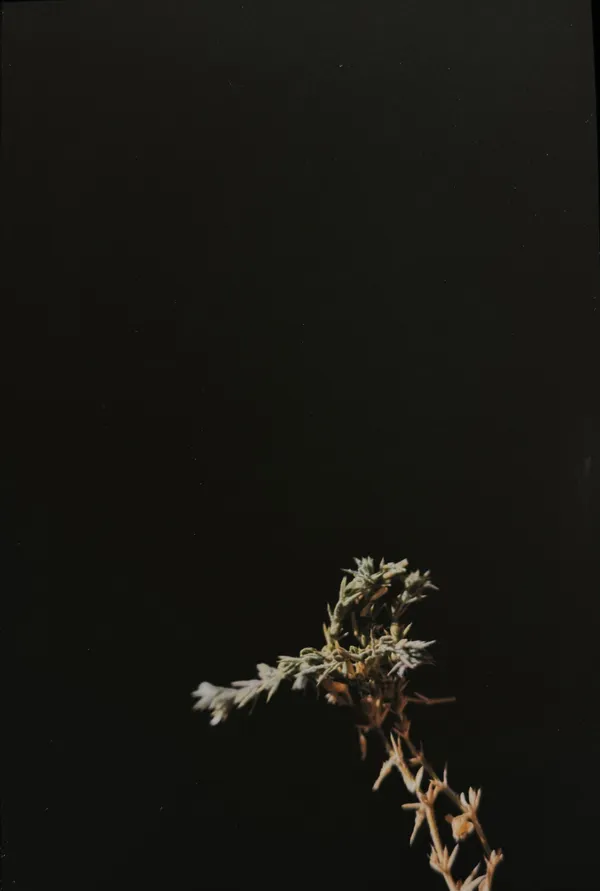 Rehab Eldalil, From the South Sinai Flora Field Guide, 2021