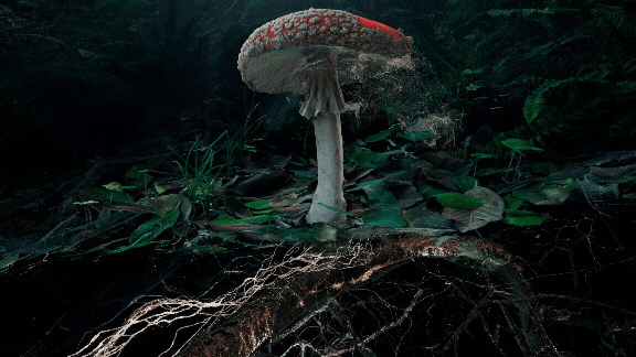 Marshmallow Laser Feast, Poetics of Soil: Fly Agaric I, 2024