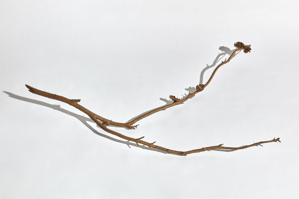 Kelly Akashi, Witness, 2021