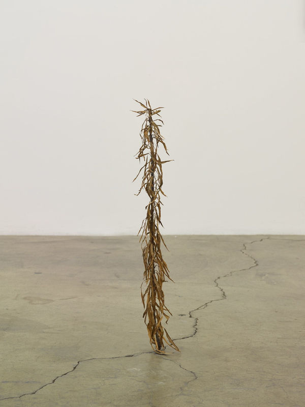 Kelly Akashi, Hairy Weed, 2016