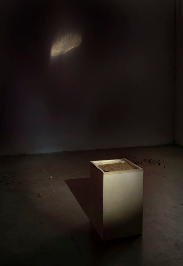 Candice Lin, Meditations on Last Philosophy (in which the possibilities of a coevolutionary, spontaneously generated, parasitic future are demonstrated), 2015