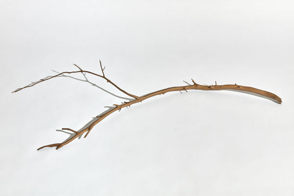 Kelly Akashi, Witness, 2021