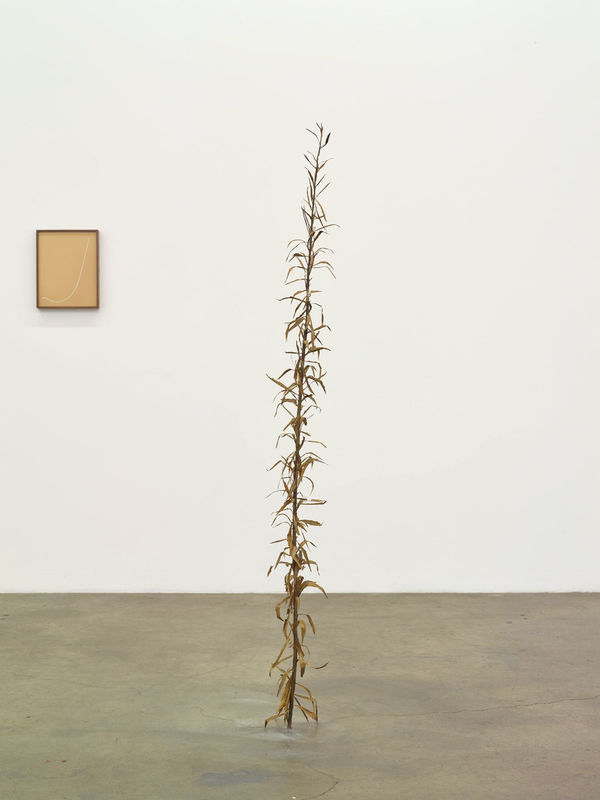 Kelly Akashi, Tall Weed, 2016
