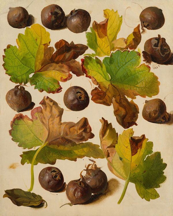 Josef Lauer, Studien von Asperln und Weinblättern, vor 1850