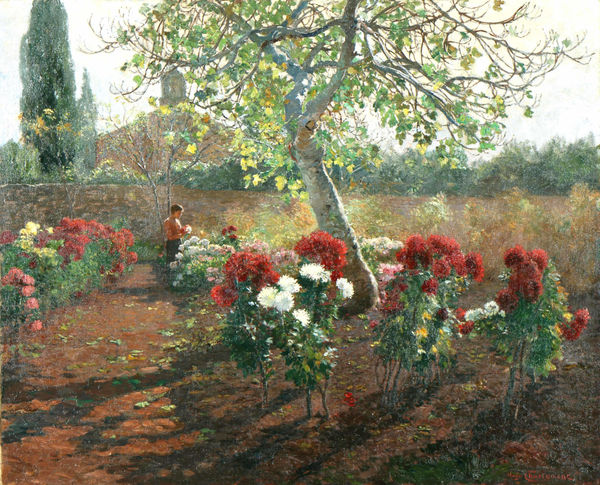 Hugo Charlemont, Chrysanthemen-Garten auf Brioni, um 1906